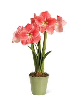 Star Potted Amaryllis -Gardener's Supply Sales 8611500 2022 sweetstar silo sweet star potted amaryllis