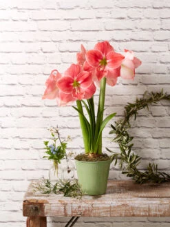 Star Potted Amaryllis -Gardener's Supply Sales 8611500 2022 sweetstar sweet star potted amaryllis