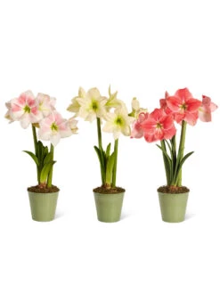 Star Potted Amaryllis -Gardener's Supply Sales 8611508 2022 starpotted silo