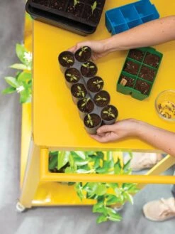 Sili-Seedlings® Seedling Tray, 10-Cell -Gardener's Supply Sales 8611886 374 tif