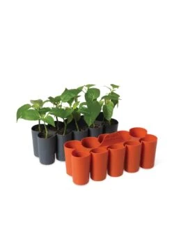 Sili-Seedlings® Seedling Tray, 10-Cell -Gardener's Supply Sales 8611886 5192 tif