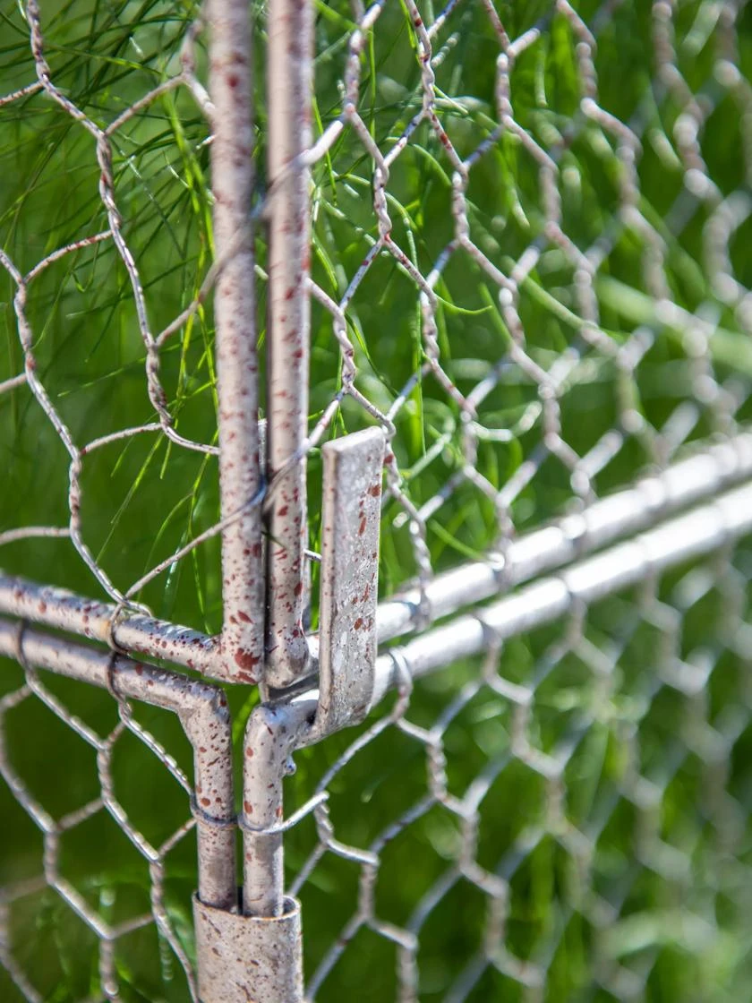 Chicken Wire Crop Coop Extension 4 Chicken Wire Crop Coop Extension - Image 4