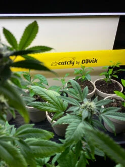 Catchy Natural Greenhouse Pest Protection Sticky Roll, 30’ -Gardener's Supply Sales 8611979 8004