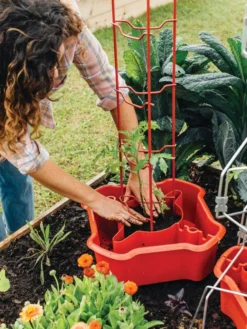 Deluxe Tomato Halos, Set Of 2 -Gardener's Supply Sales 8612045 135 tif