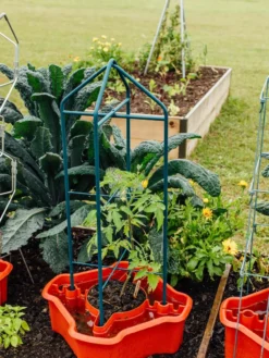 Deluxe Tomato Halos, Set Of 2 -Gardener's Supply Sales 8612045 221 tif