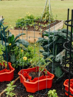 Deluxe Tomato Halos, Set Of 2 -Gardener's Supply Sales 8612045 226 tif