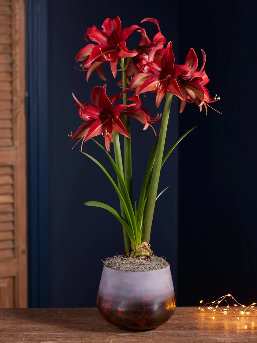 Cybister Potted Amaryllis 2 Cybister Potted Amaryllis - Image 2
