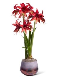 Cybister Potted Amaryllis 9 Cybister Potted Amaryllis -Gardener's Supply Sales 8612501 bogota silo 2022