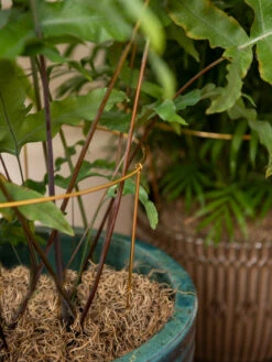 Brass Plated Grow Throughs, Set Of 2 -Gardener's Supply Sales 8612661 0043