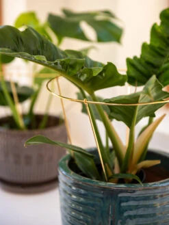 Brass Plated Grow Throughs, Set Of 2 -Gardener's Supply Sales 8612662 0047 brass plated grow throughs set of 2