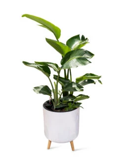 Ava Self-Watering Round Planter -Gardener's Supply Sales 8612692 0002