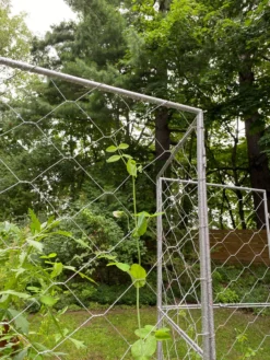 Chicken Wire Pea Trellis 18 Chicken Wire Pea Trellis -Gardener's Supply Sales 8612718 7302