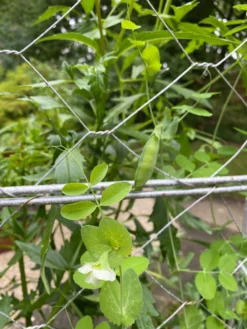 Chicken Wire Pea Trellis 16 Chicken Wire Pea Trellis -Gardener's Supply Sales 8612718 7307