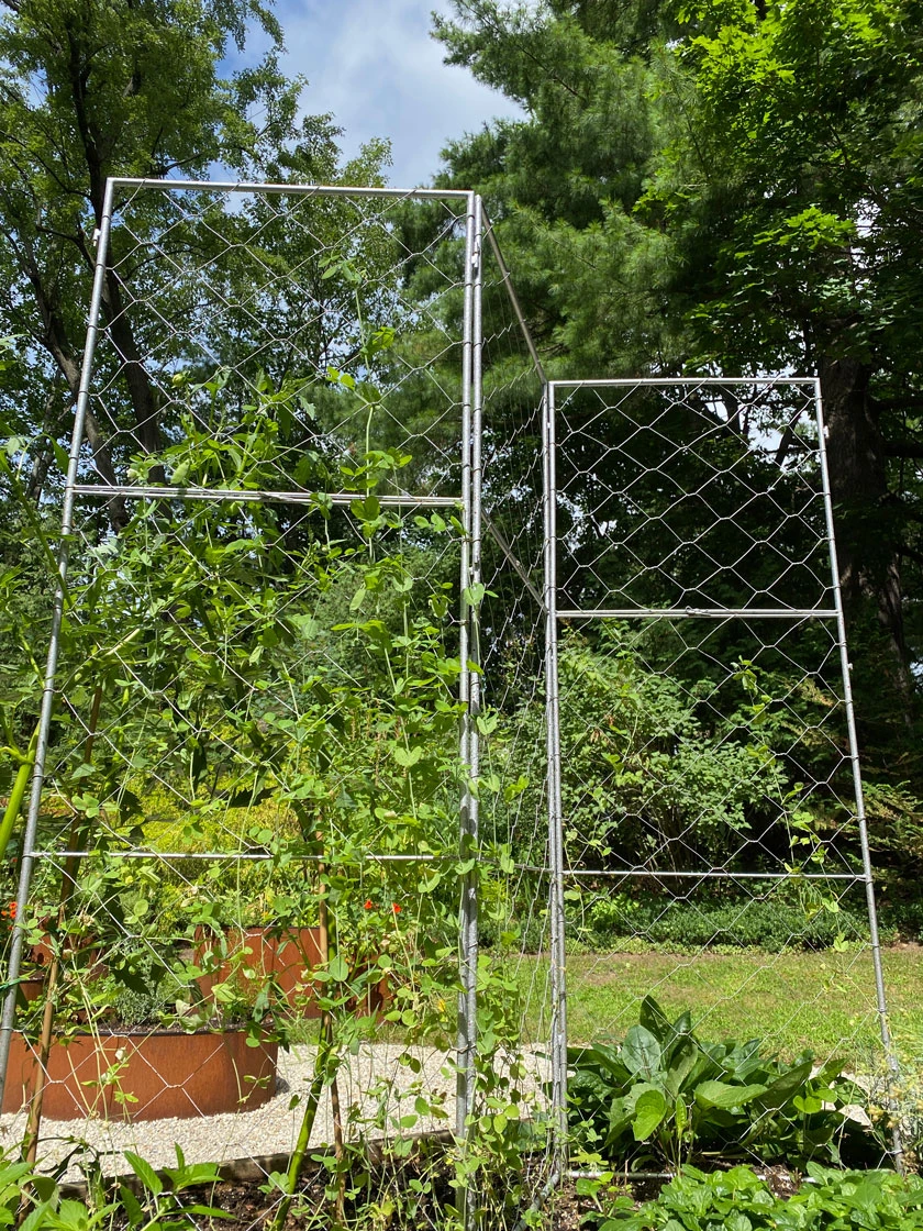 Chicken Wire Pea Trellis 2 Chicken Wire Pea Trellis - Image 2