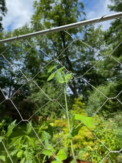 Chicken Wire Pea Trellis 17 Chicken Wire Pea Trellis -Gardener's Supply Sales 8612718 7311