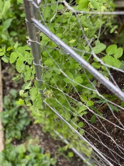 Chicken Wire Pea Trellis 15 Chicken Wire Pea Trellis -Gardener's Supply Sales 8612718 7312