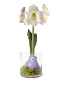 Easy Care Spring Waxed Amaryllis In Vase