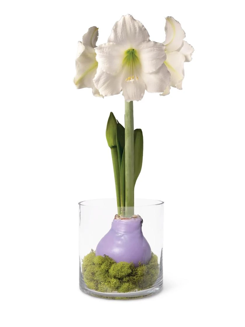 Easy Care Spring Waxed Amaryllis In Vase 1 Easy Care Spring Waxed Amaryllis In Vase