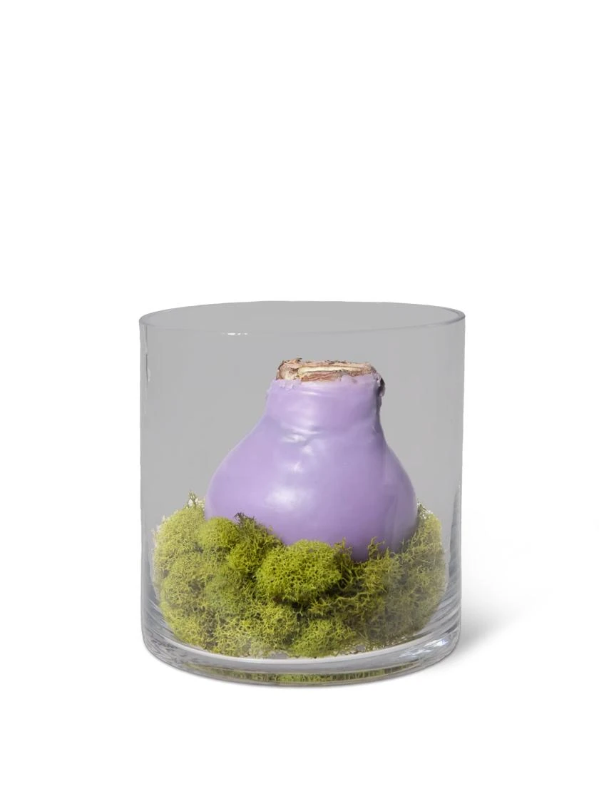 Easy Care Spring Waxed Amaryllis In Vase 2 Easy Care Spring Waxed Amaryllis In Vase - Image 2