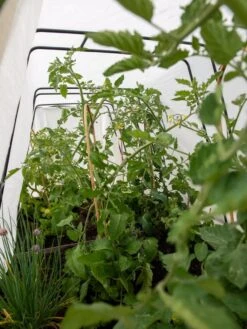 Cotton All Purpose Garden Cover -Gardener's Supply Sales 8612815 0039 tif