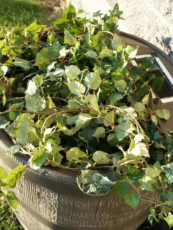 Round Rain Barrel With Planter, 35 Gallons -Gardener's Supply Sales 8612856WALNT 03V tif