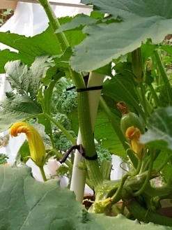 Farmyarn® Multipurpose Garden Tie, 2 Pack -Gardener's Supply Sales 8612948 01v