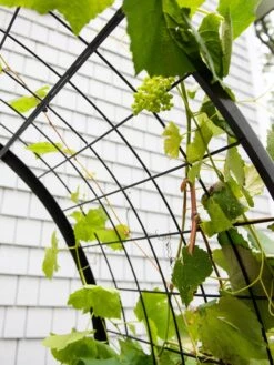 2’ X 4’ Arch Trellis For Planter Boxes 15 2’ X 4’ Arch Trellis For Planter Boxes -Gardener's Supply Sales 8612976 0436