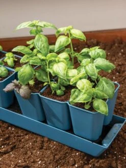 Gardener's Best® XL 6-Cell Planting Tray, Set Of 4 -Gardener's Supply Sales 8613031 6302