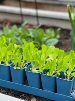 Gardener's Best® XL Seed Starting Kit -Gardener's Supply Sales 8613066 01TEST