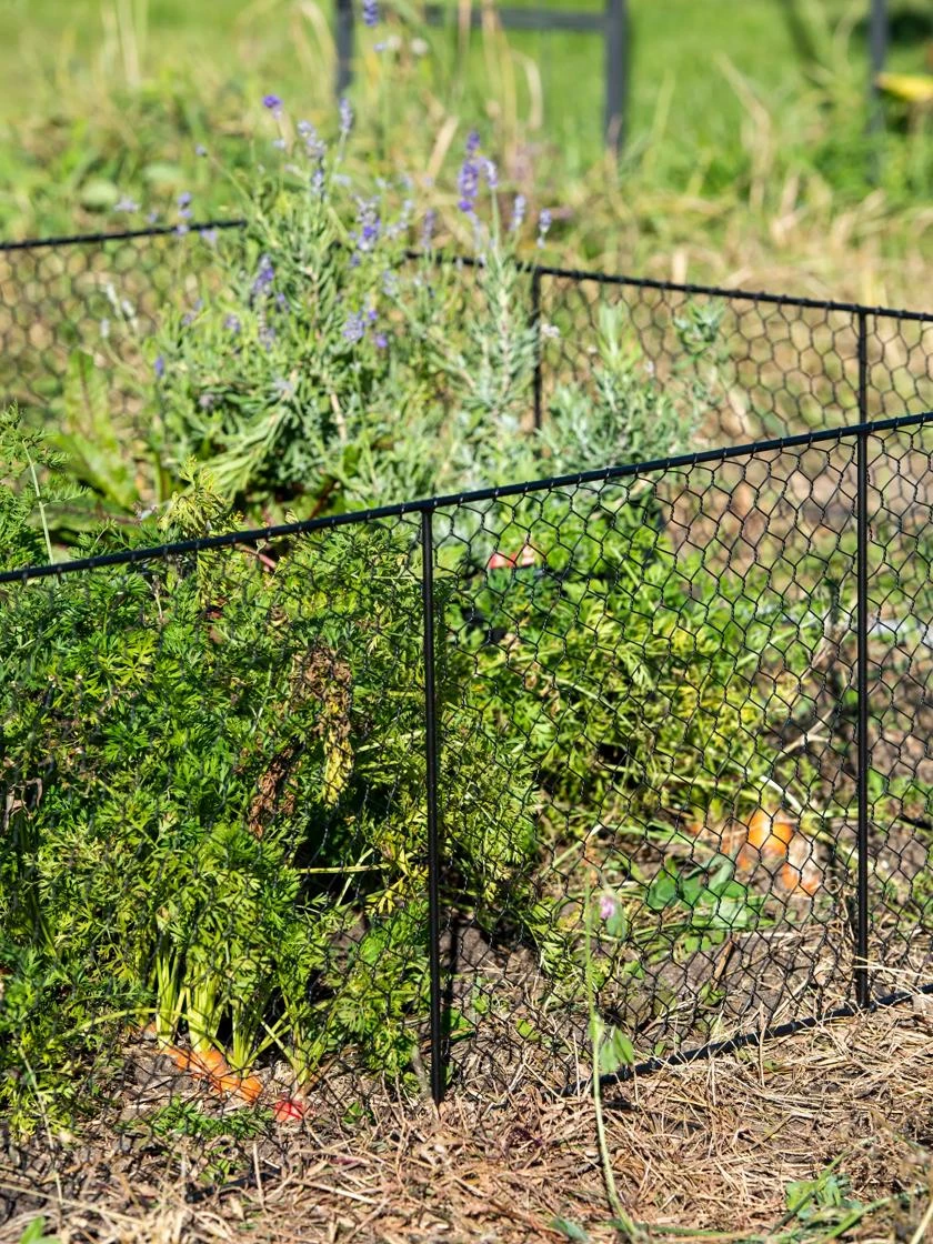 Chicken Wire Critter Fence, 16" High 3 Chicken Wire Critter Fence, 16" High - Image 3