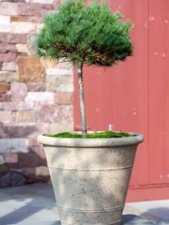 Self-Watering LavaStone® Anson Pot 9 Self-Watering LavaStone® Anson Pot -Gardener's Supply Sales 8613256 0135