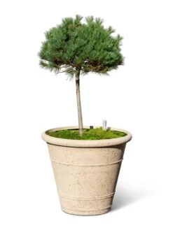 Self-Watering LavaStone® Anson Pot 11 Self-Watering LavaStone® Anson Pot -Gardener's Supply Sales 8613256 0138