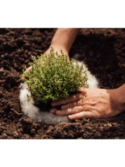 Hortiwool ®, 5 Pad Pack -Gardener's Supply Sales 8613263 06v