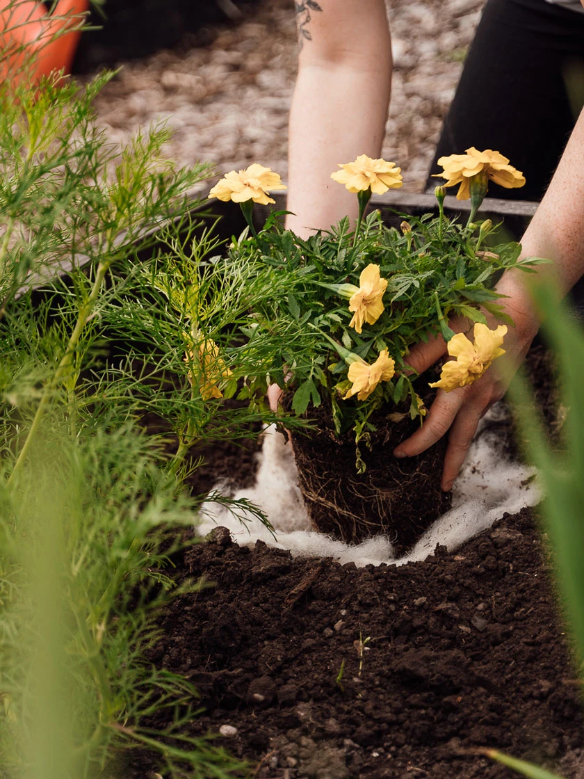 Hortiwool ®, Starter Garden Pad 5 Hortiwool ®, Starter Garden Pad - Image 5