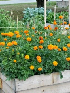 SeedSheets Organic Vegetable Garden, Easy Breezy Caprese, 4' X 8' 8 SeedSheets Organic Vegetable Garden, Easy Breezy Caprese, 4' X 8' -Gardener's Supply Sales 8613295 04V