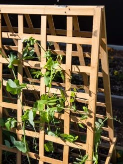 Bambo A Frame Plant Support, 30" X 42.5" 12 Bambo A Frame Plant Support, 30" X 42.5" -Gardener's Supply Sales 8613310 6523