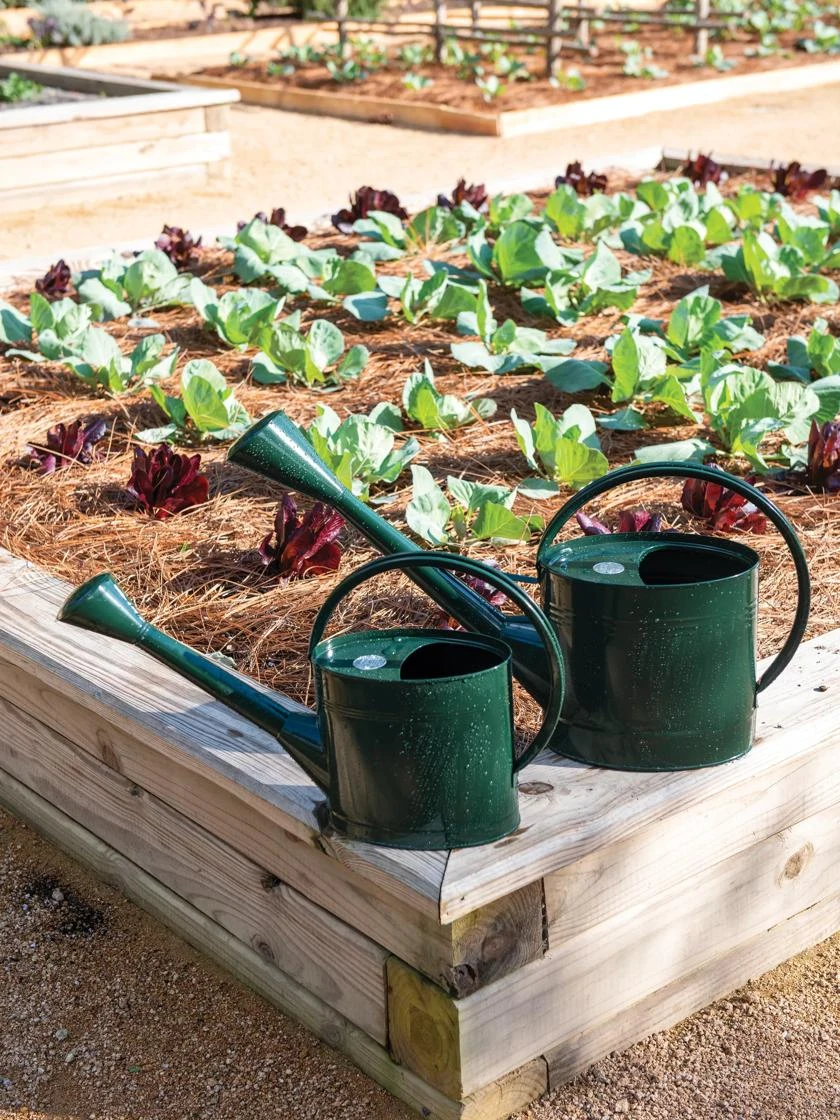 Long Reach Watering Can, Medium 2 Long Reach Watering Can, Medium - Image 2