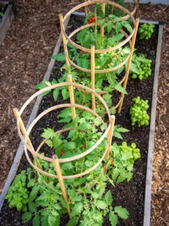 Bamboo Tomato Cages, Set Of 3 -Gardener's Supply Sales 8613426 6916