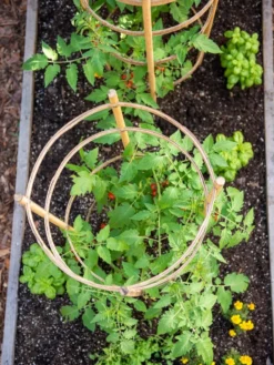 Bamboo Tomato Cages, Set Of 3 -Gardener's Supply Sales 8613426 6921