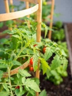 Bamboo Tomato Cages, Set Of 3 -Gardener's Supply Sales 8613426 6934