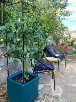 Oasis Self-Watering Tomato Planter With Trellis -Gardener's Supply Sales 8613440 01IN