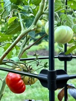 Oasis Self-Watering Tomato Planter With Trellis -Gardener's Supply Sales 8613440 01TEST