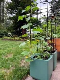 Oasis Self-Watering Tomato Planter With Trellis -Gardener's Supply Sales 8613440 02TEST