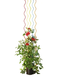 Rainbow Spiral Supports, Set Of 5 -Gardener's Supply Sales GS36377 03S tif