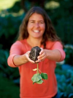 Deep Root Seedstarting System, Black -Gardener's Supply Sales GSCOVSPR06D2 01