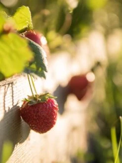 3-Tier Strawberry Bed -Gardener's Supply Sales Strawberry3 3167 tif