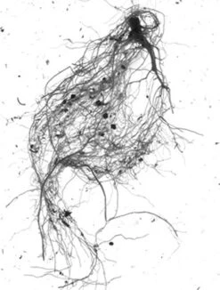 GrowLab® Compact 3-Tier Light Garden With Classroom Guide 9 GrowLab® Compact 3-Tier Light Garden With Classroom Guide -Gardener's Supply Sales gstrootscan 01 1