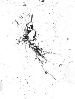 GrowLab® Compact Tabletop Light Garden With Classroom Guide -Gardener's Supply Sales gstrootscan 02